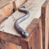 Cuthbert The Snake - Image 2